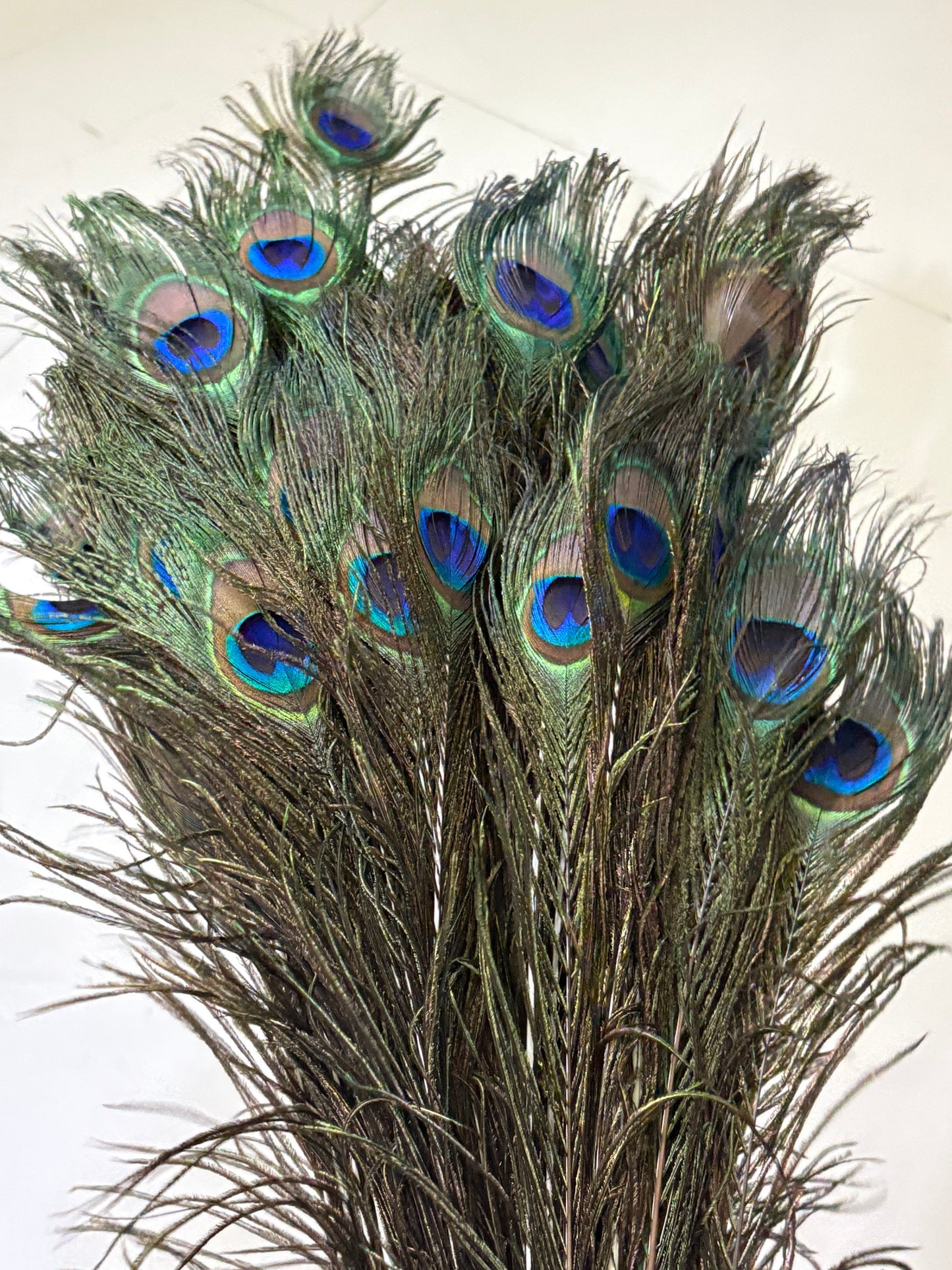 Peacock feather (Morpankh) - 15 pcs