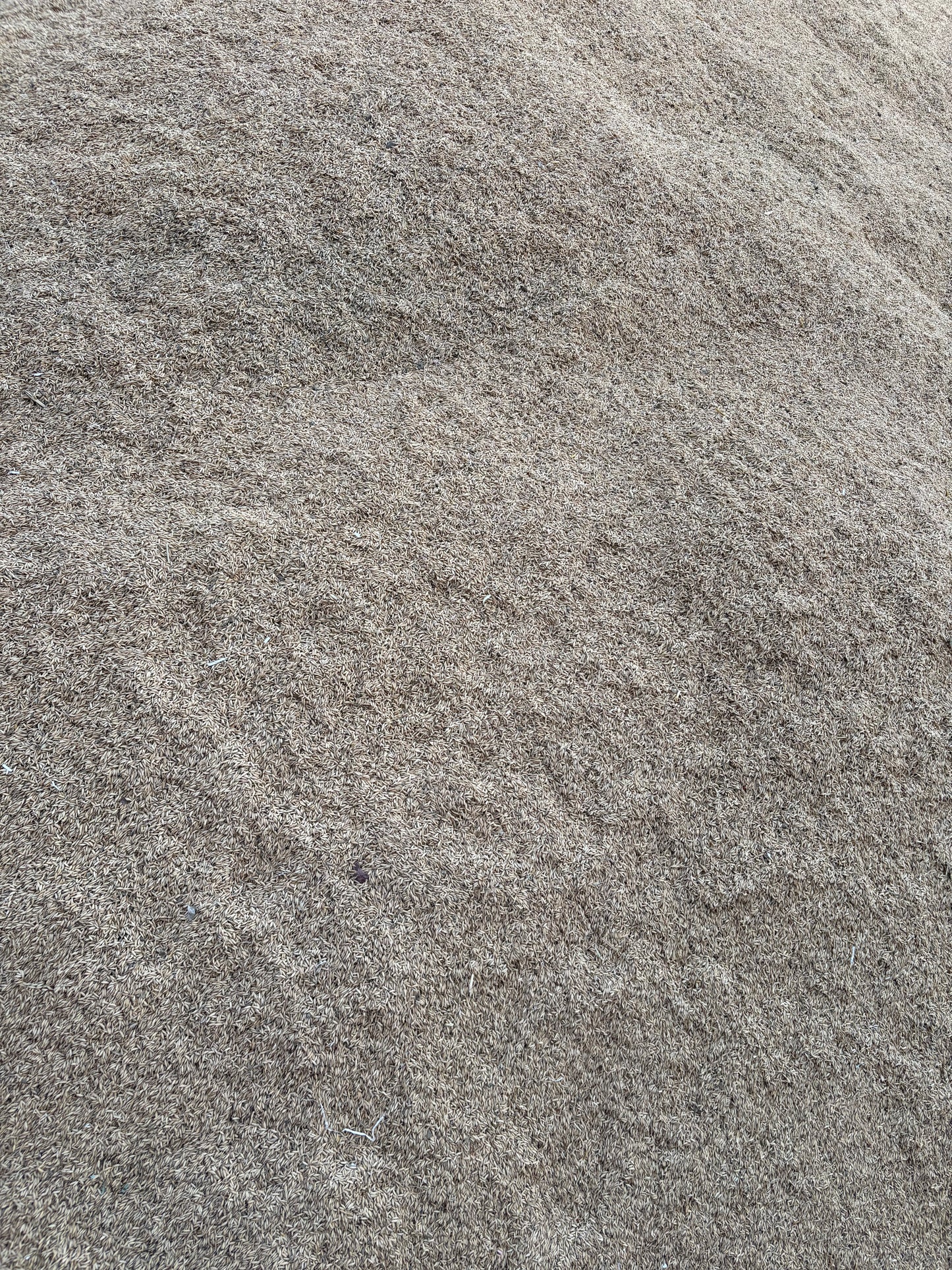 Barley( Dhaan, paddy seeds, jau) - 500 GM