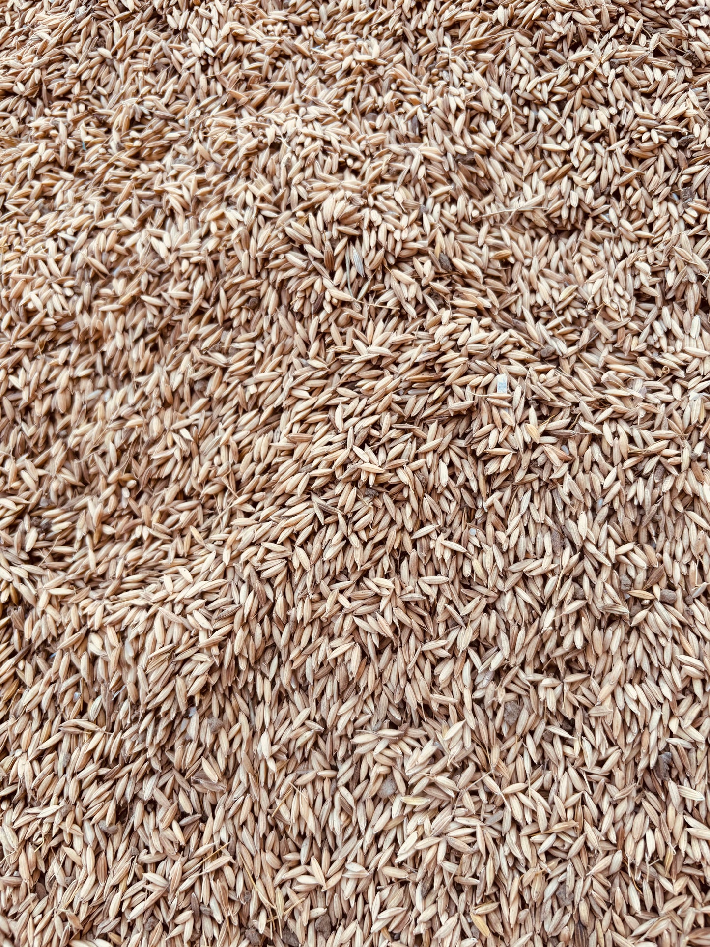 Barley( Dhaan, paddy seeds, jau) - 500 GM