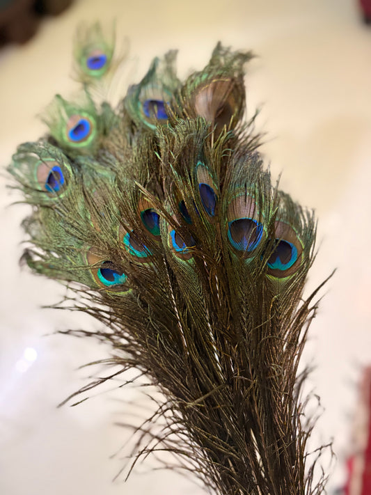 Peacock feather (Morpankh) - 15 pcs