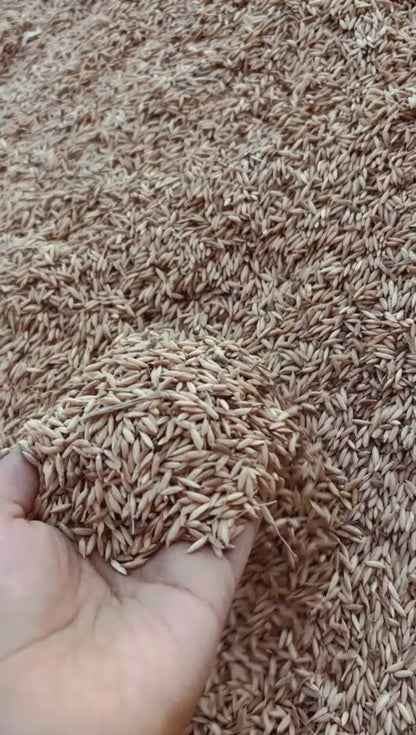 Barley( Dhaan, paddy seeds, jau) - 500 GM