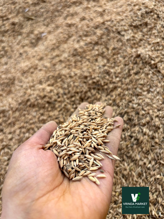 Barley( Dhaan, paddy seeds, jau) - 500 GM
