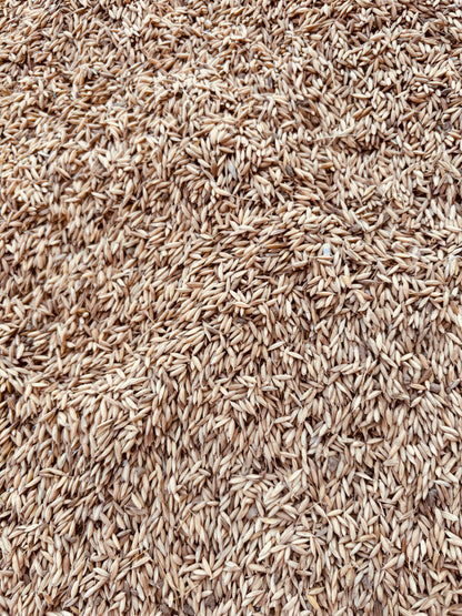 Barley( Dhaan, paddy seeds, jau) - 500 GM